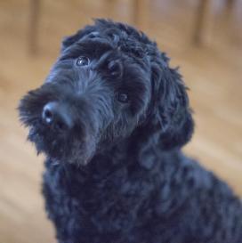 Oakley Griffin